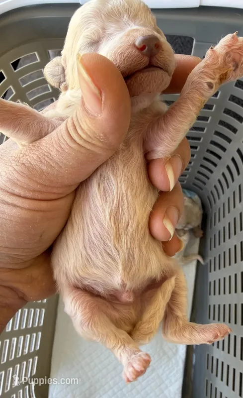 Barney – Poodle - Toy  puppy for sale in Phoenix, AZ