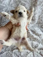Barney, a male Poodle - Toy  for sale in Phoenix, AZ – 7 of 10