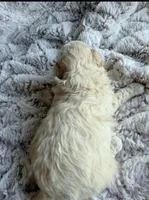 Barney, a male Poodle - Toy  for sale in Phoenix, AZ – 6 of 10