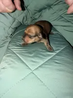 Pumpkin, a female Miniature Dachshund for sale in Phoenix, AZ – 2 of 3