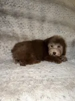 Charlie, a male Poodle - Toy  for sale in Phoenix, AZ – 2 of 8