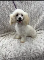 Susie Lou , a female Poodle - Toy  and Poodle - Miniature  for sale in Phoenix, AZ – 3 of 10