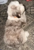 Luna, a female Miniature Australian Shepherd and Miniature Aussiedoodle for sale in Phoenix, AZ – Photo 3 of 7