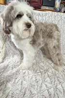 Luna, a female Miniature Australian Shepherd and Miniature Aussiedoodle for sale in Phoenix, AZ – Photo 5 of 7