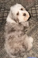 Luna, a female Miniature Australian Shepherd and Miniature Aussiedoodle for sale in Phoenix, AZ – Photo 2 of 7