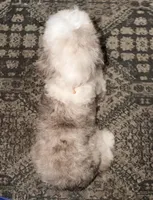 Luna, a female Miniature Australian Shepherd and Miniature Aussiedoodle for sale in Phoenix, AZ – Photo 4 of 7