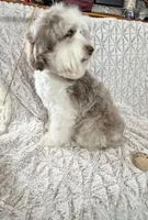 Luna, a female Miniature Australian Shepherd and Miniature Aussiedoodle for sale in Phoenix, AZ – Photo 6 of 7