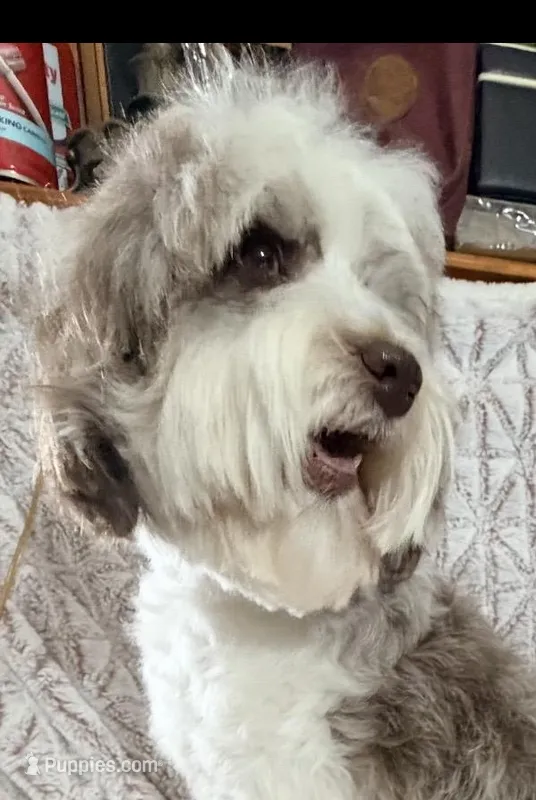 Luna – Miniature Australian Shepherd, Miniature Aussiedoodle puppy for sale in Phoenix, AZ