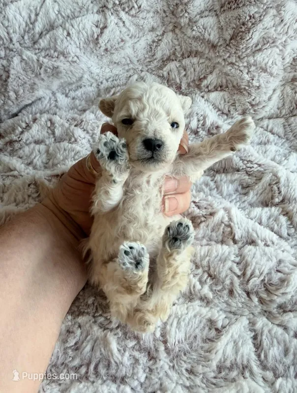 Peanut – Poodle - Toy  puppy for sale in Phoenix, AZ
