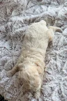 Peanut, a female Poodle - Toy  for sale in Phoenix, AZ – 5 of 8