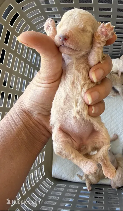 Peanut – Poodle - Toy  puppy for sale in Phoenix, AZ