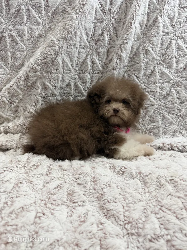 Puddles – Poodle - Toy  puppy for sale in Phoenix, AZ