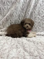 Puddles, a female Poodle - Toy  for sale in Phoenix, AZ – 1 of 6