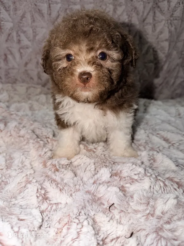 Puddles – Poodle - Toy  puppy for sale in Phoenix, AZ