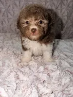 Puddles, a female Poodle - Toy  for sale in Phoenix, AZ – 1 of 4