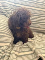 Chico, a male Poodle - Toy  for sale in Phoenix, AZ – 3 of 6