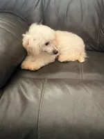 Peanut, a female Poodle - Toy  and Poodle - Miniature  for sale in Phoenix, AZ – 3 of 10