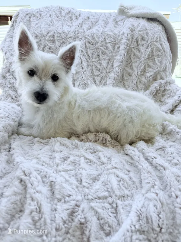 Bella – West Highland White Terrier puppy for sale in Phoenix, AZ