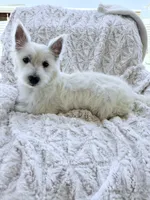 Bella, a female West Highland White Terrier for sale in Phoenix, AZ – 1 of 7
