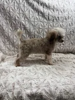 Puddles, a female Poodle - Toy  for sale in Phoenix, AZ – 2 of 10