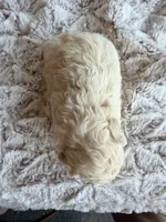LULU, a female Poodle - Toy  for sale in Phoenix, AZ – 4 of 6