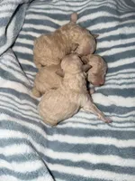 LULU, a female Poodle - Toy  for sale in Phoenix, AZ – Photo 3 of 3