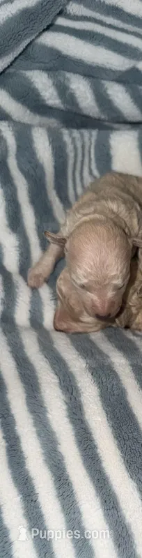 LULU – Poodle - Toy  puppy for sale in Phoenix, AZ