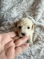LULU, a female Poodle - Toy  for sale in Phoenix, AZ – 3 of 6