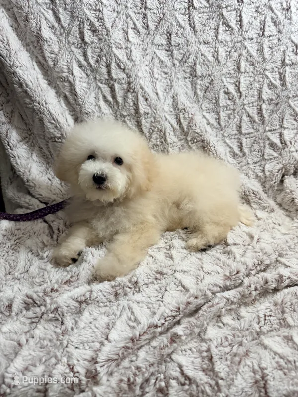 Susie Lou  – Poodle - Toy  puppy for sale in Phoenix, AZ