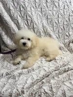 Susie Lou , a female Poodle - Toy  for sale in Phoenix, AZ – 1 of 9