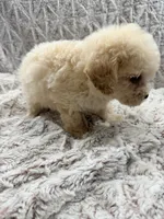 Susie Lou , a female Poodle - Toy  for sale in Phoenix, AZ – 2 of 8