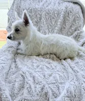 Bella, a female West Highland White Terrier for sale in Phoenix, AZ – 2 of 7
