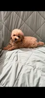 Skittles, a male Poodle - Toy  for sale in Phoenix, AZ – 2 of 4