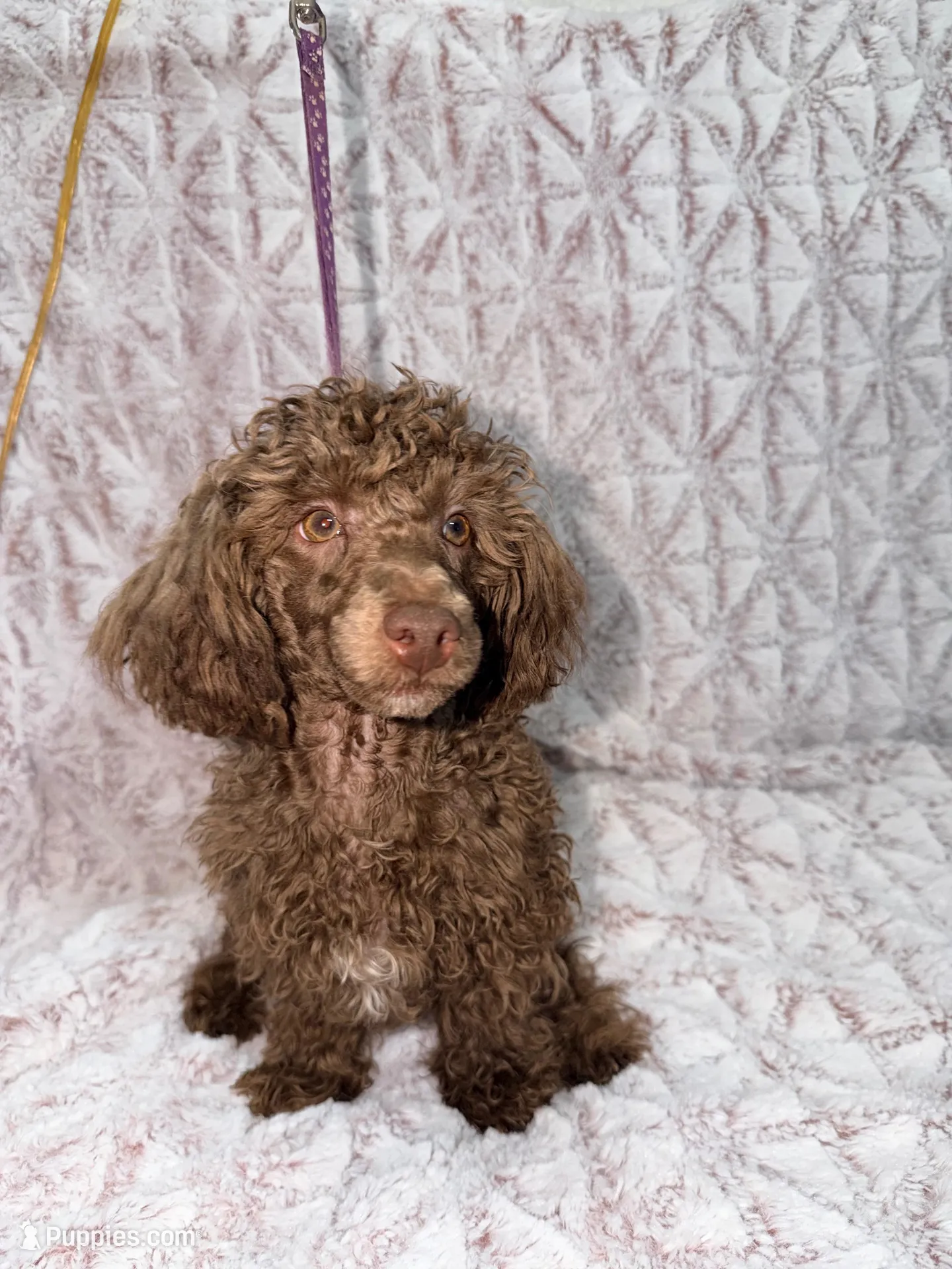 Charlie, a male Poodle - Toy  for sale in Phoenix, AZ – 1 of 5