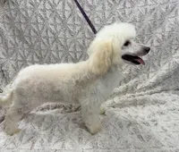 Susie Lou , a female Poodle - Toy  and Poodle - Miniature  for sale in Phoenix, AZ – 2 of 10