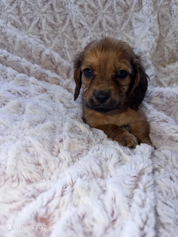 Jack – Miniature Dachshund puppy for sale in Phoenix, AZ