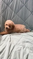 Skittles, a male Poodle - Toy  for sale in Phoenix, AZ – 4 of 4