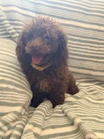 Chico, a male Poodle - Toy  for sale in Phoenix, AZ – 2 of 6