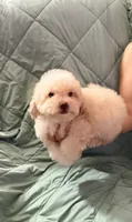 Sugar, a female Poodle - Toy  for sale in Phoenix, AZ – 1 of 3