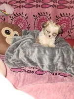 Sundae, a female Shih Tzu and Yorkshire Terrier for sale in Chicago, IL – Photo 6 of 7