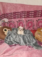 Sundae, a female Shih Tzu and Yorkshire Terrier for sale in Chicago, IL – Photo 1 of 7