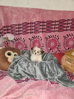 Sundae, a female Shih Tzu and Yorkshire Terrier for sale in Chicago, IL – Photo 7 of 7