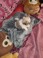 Sundae, a female Shih Tzu and Yorkshire Terrier for sale in Chicago, IL – Photo 3 of 7