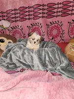 Sundae, a female Shih Tzu and Yorkshire Terrier for sale in Chicago, IL – Photo 4 of 7