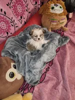 Sundae, a female Shih Tzu and Yorkshire Terrier for sale in Chicago, IL – Photo 5 of 7