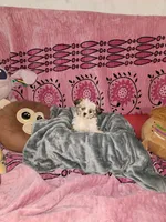 Sundae, a female Shih Tzu and Yorkshire Terrier for sale in Chicago, IL – Photo 2 of 7