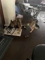 Sable, a female German Shepherd Dog for sale in Colorado Springs, CO – Photo 2 of 3