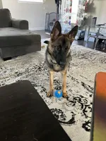 Sable, a female German Shepherd Dog for sale in Colorado Springs, CO – Photo 3 of 3