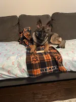 Sable, a female German Shepherd Dog for sale in Colorado Springs, CO – Photo 1 of 3