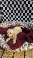 Pearl, a female Cockapoo for sale in Rogersville, TN – 3 of 3